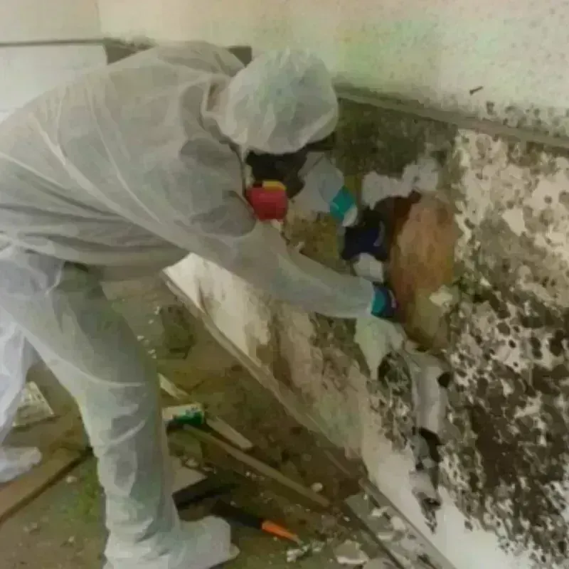 Mold Remediation and Removal in Cabell County, WV